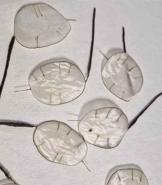 5 Flores de Lunaria para el Pelo