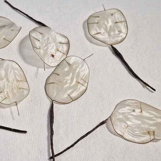 5 Flores de Lunaria para el Pelo