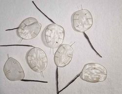 5 Flores de Lunaria para el Pelo