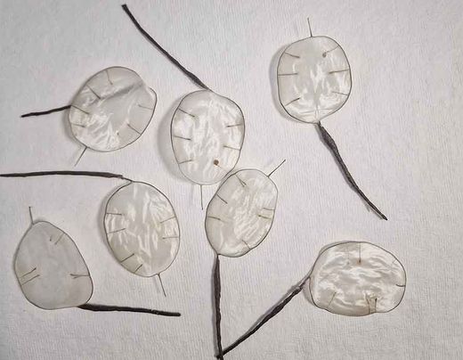 5 Flores de Lunaria para el Pelo