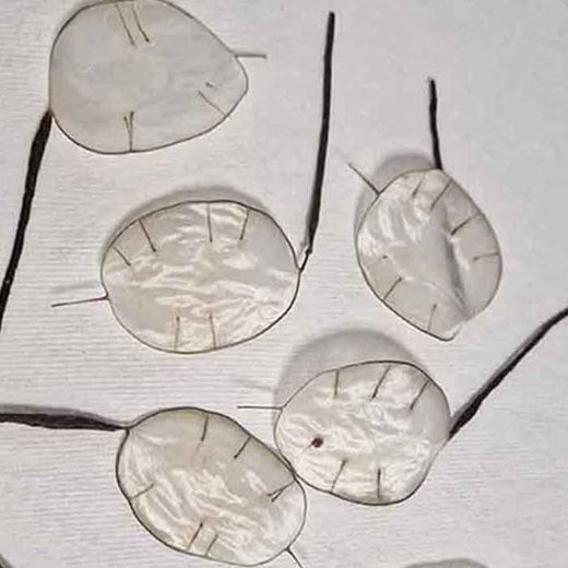 5 Flores de Lunaria para el Pelo