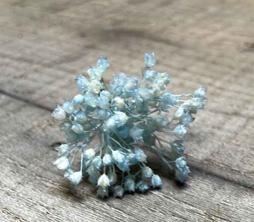 Paniculata en Colores para el Pelo