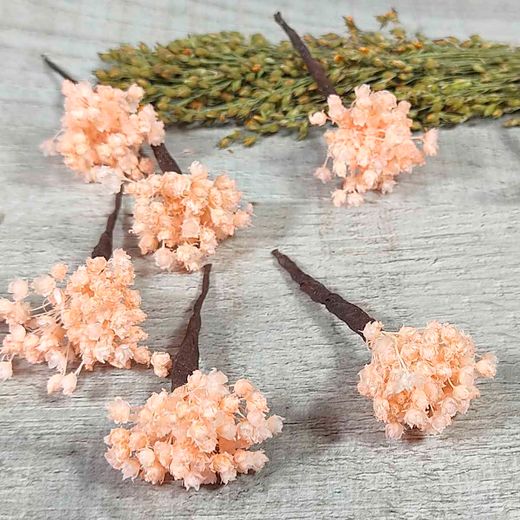 Paniculata en Colores para el Pelo