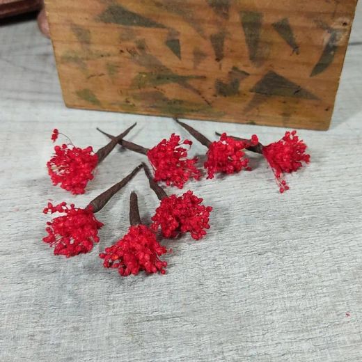 Paniculata en Colores para el Pelo