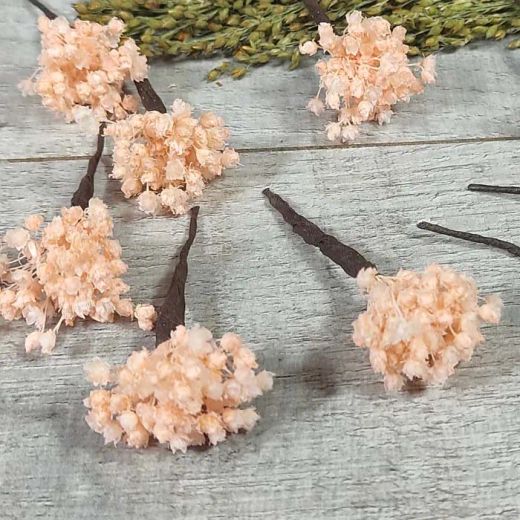 Paniculata en Colores para el Pelo