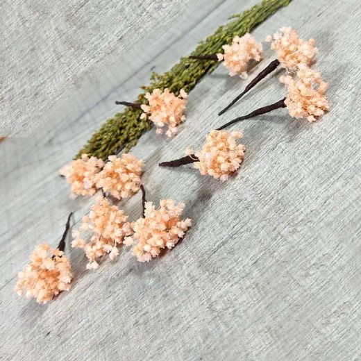 Paniculata en Colores para el Pelo