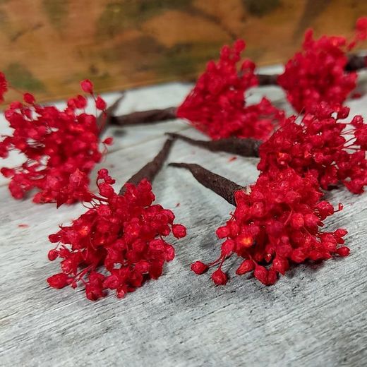 5 Paniculata Roja para el Pelo