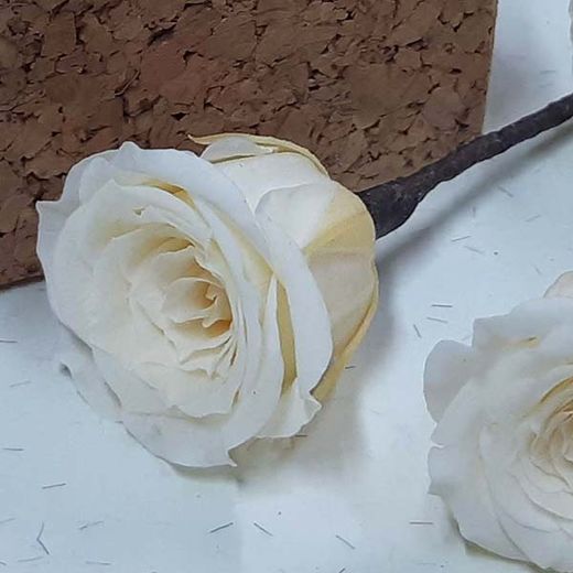 5 Pin de Rosas Champagne