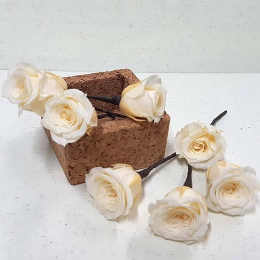 5 Pin de Rosas Champagne