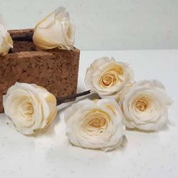 5 Pin de Rosas Champagne