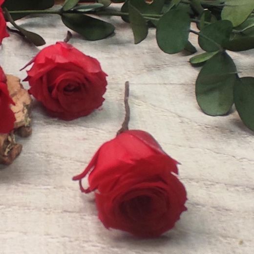 5 Pin de Rosas Rojas