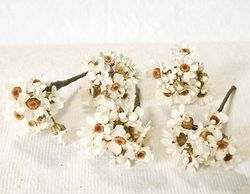 5 Pin Pelo Margarita Preservada