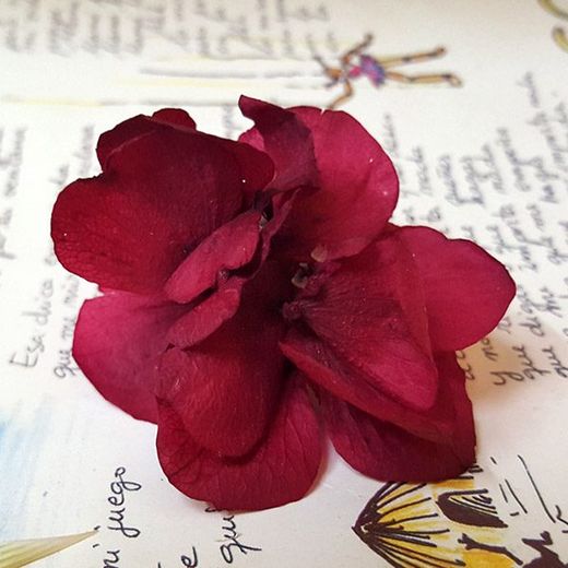 5 Pins Hortensia Burdeos