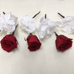 5 Rosas Hortensia Paniculata Blanca
