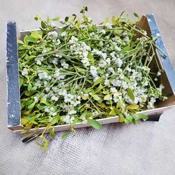 Caja de Muérdago a Granel Seleccionado