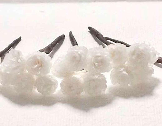 Flor de Siempreviva para el Pelo