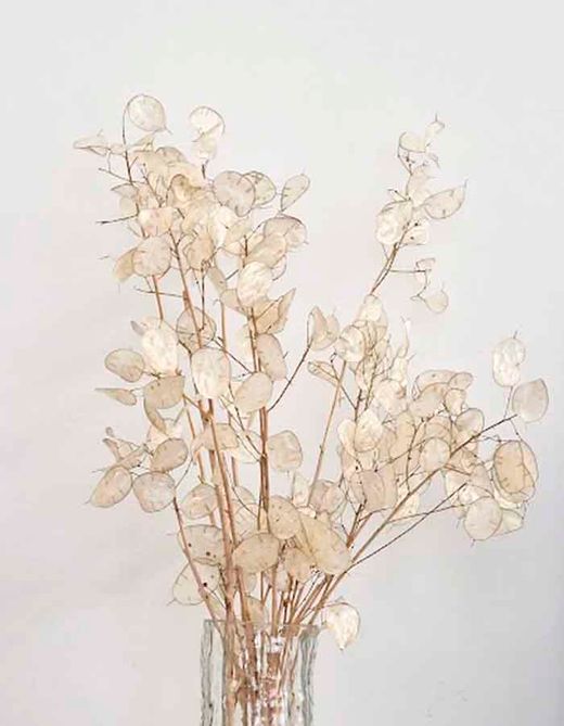 Jarrón con Ramo de Flor Lunaria