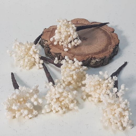 Pinpelo Flor 5 unid Paniculata Preservada