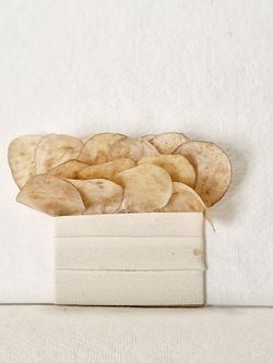 Prendido Novio de Lunaria