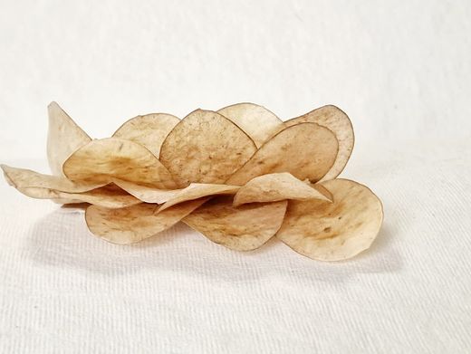 Prendido Novio de Lunaria