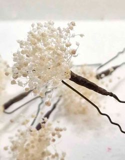 Set 5 Horquillas de Paniculata