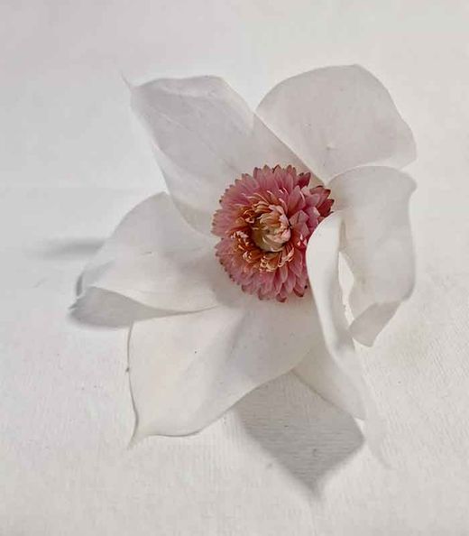 Tocado de Magnolia Preservada